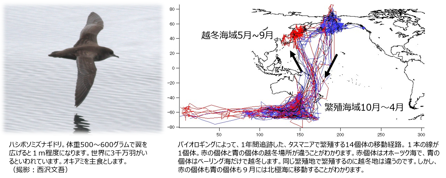 【中古】 海鳥の行動と生態 その海洋生活への適応/生物研究社/綿貫豊 海鳥の行動と生態―その海洋生活への適応 | 綿貫 豊 |本 | 通販